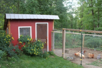 chicken house with sunflowers