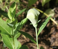 balloon flower just before opening