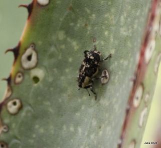 Ramsey Canyon; agave weevil
