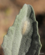 Bucculatrix enceliae cocoon on brittlebush
