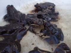 wood frogs get counted in a basin