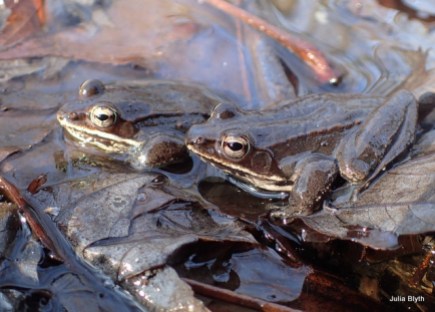 wood frogs pose after being released