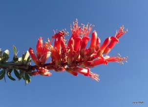 Tubb Canyon; Ocotillo in bloom
