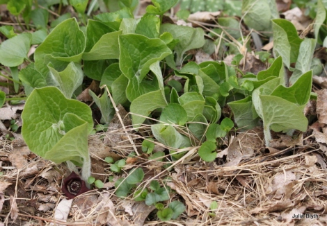 ginger (Asarum canadense) patch