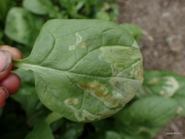 anthomyid fly on spinach