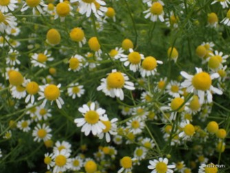 chamomile about to be picked for tea