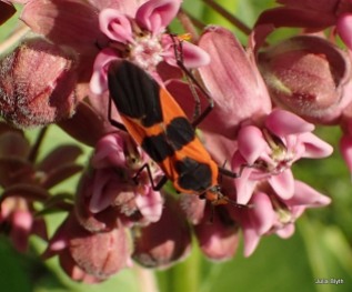 milkweed bug (Oncopeltus fasciatus)