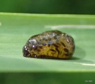 Cereal leaf beetle (Oulema melanopus) disguises itself by smearing its feces on its back as a larva