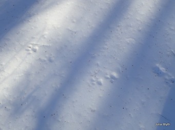 bobcat tracks